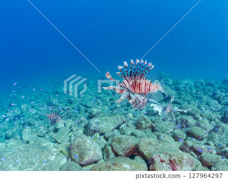 A beautiful and large lionfish. It targets schools of blue-green damselfish and others. Hirizohama Nakagi Minamiizu Town Izu Peninsula Shizuoka Prefecture 2024 A beautiful and large lionfish. It targets schools of blue-green damselfish and others. Hirizohama Nakagi Minamiizu Town Izu Peninsula Shizuoka Prefecture 2024 127964297