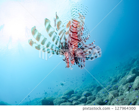 A beautiful and large lionfish. It targets schools of blue-green damselfish and others. Hirizohama Nakagi Minamiizu Town Izu Peninsula Shizuoka Prefecture 2024 127964300