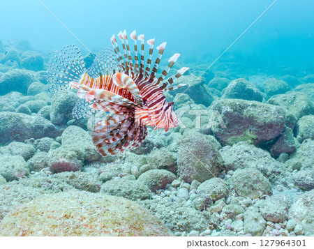 A beautiful and large lionfish. It targets schools of blue-green damselfish and others. Hirizohama Nakagi Minamiizu Town Izu Peninsula Shizuoka Prefecture 2024 A beautiful and large lionfish. It targets schools of blue-green damselfish and others. Hirizohama Nakagi Minamiizu Town Izu Peninsula Shizuoka Prefecture 2024 127964301