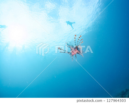 A beautiful and large lionfish. It targets schools of blue-green damselfish and others. Hirizohama Nakagi Minamiizu Town Izu Peninsula Shizuoka Prefecture 2024 127964303
