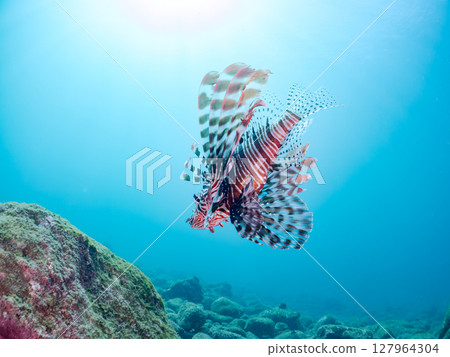 A beautiful and large lionfish. It targets schools of blue-green damselfish and others. Hirizohama Nakagi Minamiizu Town Izu Peninsula Shizuoka Prefecture 2024 A beautiful and large lionfish. It targets schools of blue-green damselfish and others. Hirizohama Nakagi Minamiizu Town Izu Peninsula Shizuoka Prefecture 2024 127964304