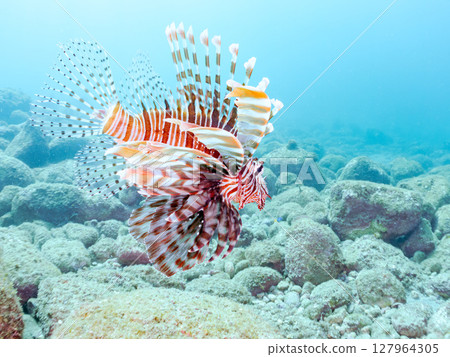 一條美麗而巨大的獅子魚。它的目標是藍綠色雀鯛群和其他魚類。 Hirizohama Nakagi 南伊豆鎮 伊豆半島 靜岡縣 2024 127964305