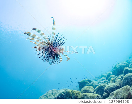 A beautiful and large lionfish. It targets schools of blue-green damselfish and others. Hirizohama Nakagi Minamiizu Town Izu Peninsula Shizuoka Prefecture 2024 A beautiful and large lionfish. It targets schools of blue-green damselfish and others. Hirizohama Nakagi Minamiizu Town Izu Peninsula Shizuoka Prefecture 2024 127964308