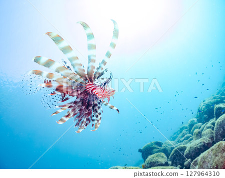 一條美麗而巨大的獅子魚。它的目標是藍綠色雀鯛群和其他魚類。 Hirizohama Nakagi 南伊豆鎮 伊豆半島 靜岡縣 2024 一條美麗而巨大的獅子魚。它的目標是藍綠色雀鯛群和其他魚類。 Hirizohama Nakagi 南伊豆鎮 伊豆半島 靜岡縣 2024 127964310