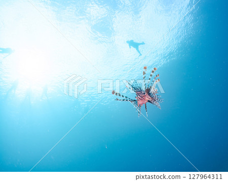 一條美麗而巨大的獅子魚。它的目標是藍綠色雀鯛群和其他魚類。 Hirizohama Nakagi 南伊豆鎮 伊豆半島 靜岡縣 2024 一條美麗而巨大的獅子魚。它的目標是藍綠色雀鯛群和其他魚類。 Hirizohama Nakagi 南伊豆鎮 伊豆半島 靜岡縣 2024 127964311