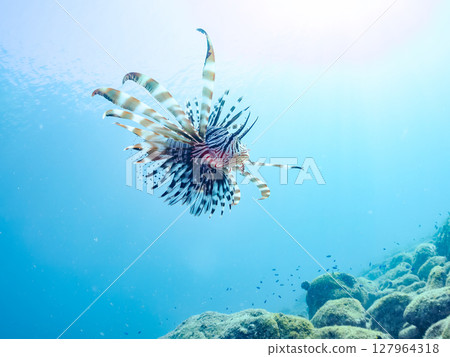 A beautiful and large lionfish. It targets schools of blue-green damselfish and others. Hirizohama Nakagi Minamiizu Town Izu Peninsula Shizuoka Prefecture 2024 127964318