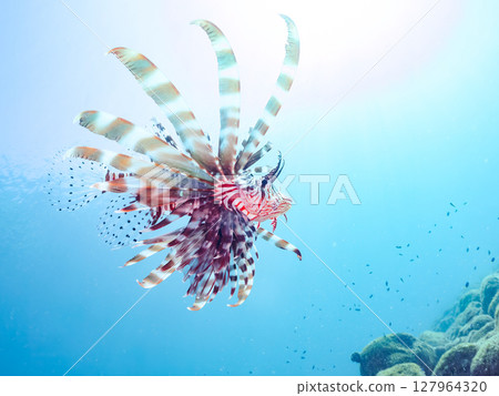 A beautiful and large lionfish. It targets schools of blue-green damselfish and others. Hirizohama Nakagi Minamiizu Town Izu Peninsula Shizuoka Prefecture 2024 127964320