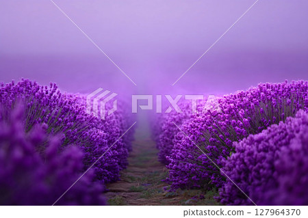 blooming lavender field shrouded in light mist, purple tones, dreamy nature background 127964370