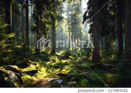 forest clearing bathed in soft sunlight, dreamy atmosphere, peaceful nature concept 127964382