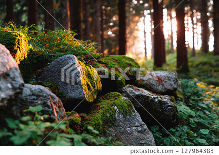 gentle sunlight on mossy rocks in forest, glowing nature background, textured scene 127964383
