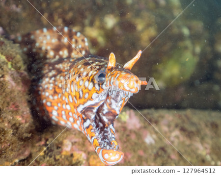 A large and beautiful moray eel in an underwater cave, Nakagi Hirizo Beach, Minamiizu-cho, Kamo-gun, Izu Peninsula, Shizuoka Prefecture, 2024 127964512