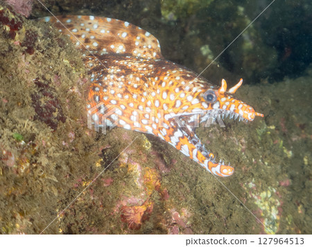 A large and beautiful moray eel in an underwater cave, Nakagi Hirizo Beach, Minamiizu-cho, Kamo-gun, Izu Peninsula, Shizuoka Prefecture, 2024 127964513