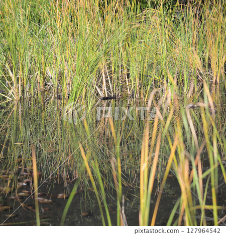 池塘蘆葦 池塘蘆葦 127964542