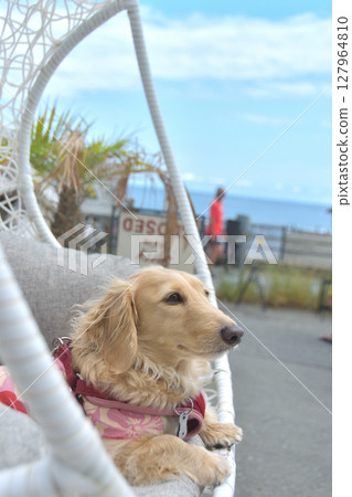 Dog relaxing in a hanging chair Dog relaxing in a hanging chair 127964810