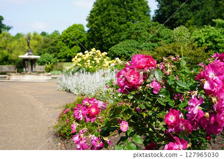 Hyde Park Rose Garden Hyde Park Rose Garden 127965030