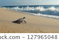 Baby turtle making its way across sandy beach 127965048