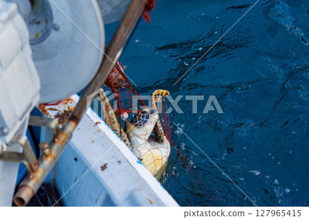 A green sea turtle that was caught as bycatch. It returned to the sea in good health. Hirizohama Nakagi Minamiizu Town Izu Peninsula Shizuoka Prefecture 2024 127965415
