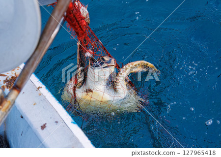 一隻綠海龜被誤捕上岸。他安全地返回了大海。 Hirizohama Nakagi 南伊豆鎮 伊豆半島 靜岡縣 2024 127965418