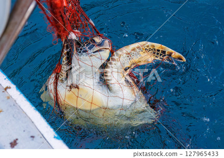 A green sea turtle that was caught as bycatch. It returned to the sea in good health. Hirizohama Nakagi Minamiizu Town Izu Peninsula Shizuoka Prefecture 2024 127965433