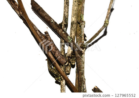 Small natural fallen tree twigs sticks and branches on a white background Small natural fallen tree twigs sticks and branches on a white background 127965552