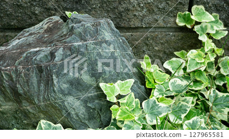 Ivy and stone wall Green and stone background Ivy and stone wall Green and stone background Ivy and stone wall Green and stone background Ivy and stone wall Green and stone background 127965581