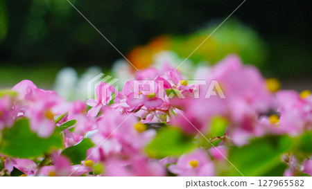 Pink begonia flower bed_cute Pink begonia flower bed_cute 127965582