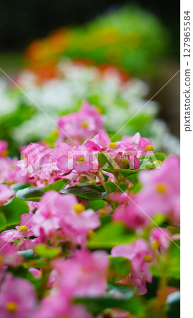 秋海棠花田_粉紅色_夏季 秋海棠花田_粉紅色_夏季 127965584