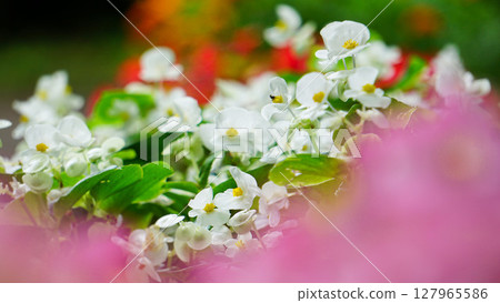 White begonia flower bed with blurred front White begonia flower bed with blurred front 127965586