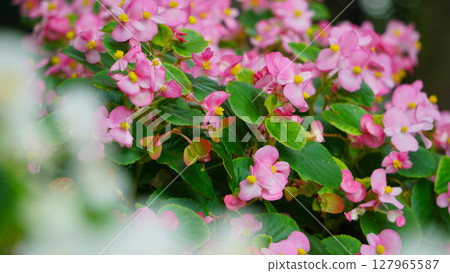 pretty pink begonia 127965587