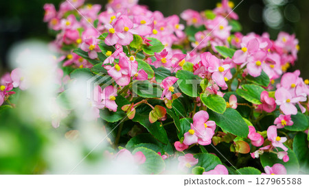 Pink begonia flower bed_cute 127965588