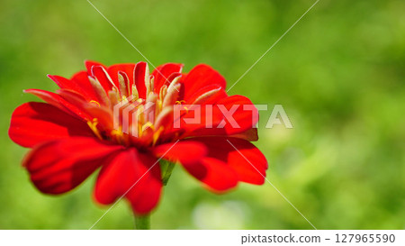 Red jiniya flower 127965590