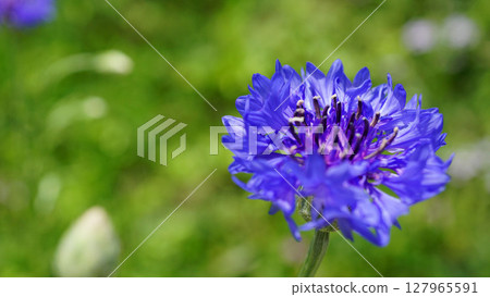 Blue cornflowers, images of summer 127965591