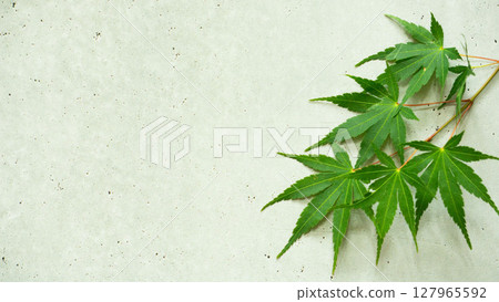 A refreshing summer image of green leaves (Ao-momiji) 127965592