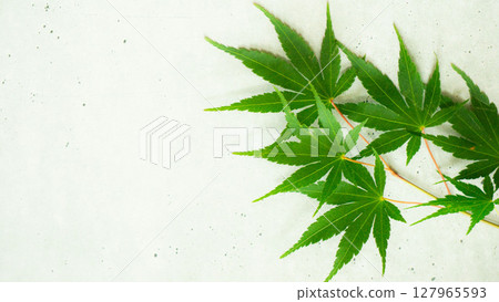 A refreshing summer image of green leaves (Ao-momiji) 127965593