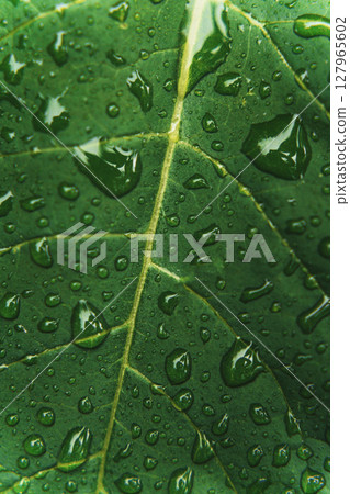 Moody Macro of Green Leaf with Rain Droplets Moody Macro of Green Leaf with Rain Droplets 127965602