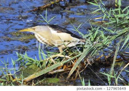Little Bittern (Ixobrychus minutus), Greece 127965649