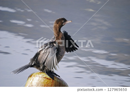 A globally threatened Pygmy Cormorant (Microcarbo pygmaeus), Greece  127965650