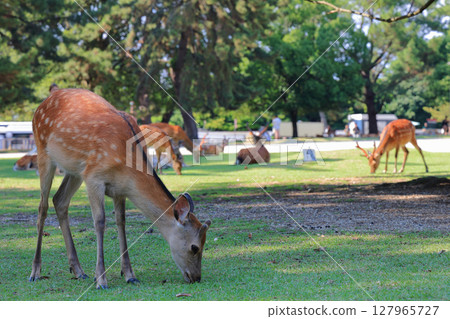 午後,一群鹿在奈良公園的樹蔭下休息 午後,一群鹿在奈良公園的樹蔭下休息 127965727