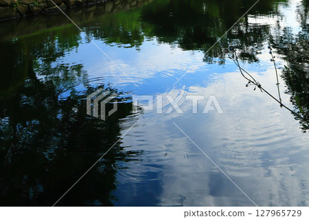 花園池塘里,水鷸漂浮在水面上,泛起美麗的漣漪 花園池塘里,水鷸漂浮在水面上,泛起美麗的漣漪 127965729