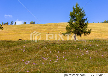 Cow eating grass on a green pasture Cow eating grass on a green pasture 127965843