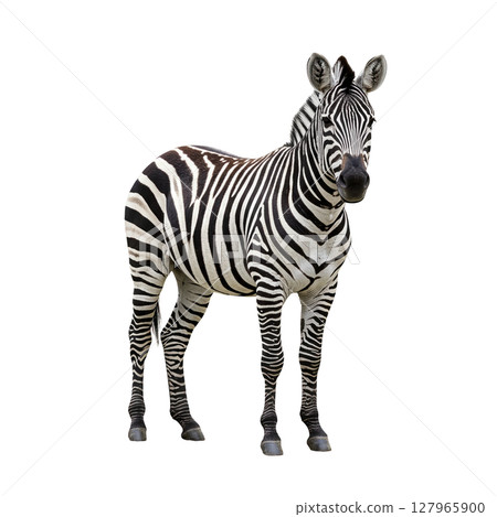 Majestic african zebra with striking black and white stripes standing gracefully and alert 127965900