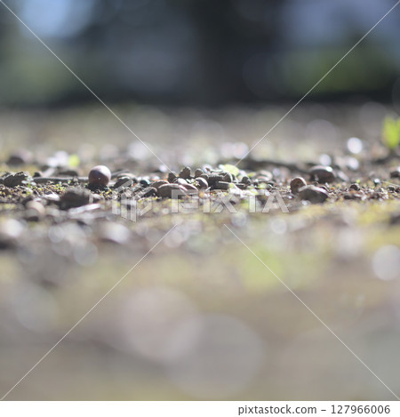 地面：狗的視角 127966006