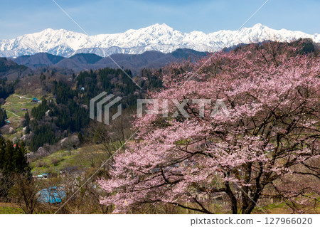 長野縣上野地郡小川村瀨戶川 小川阿爾卑斯線沿線的一棵櫻花樹和白雪皚皚的北阿爾卑斯山脈 127966020