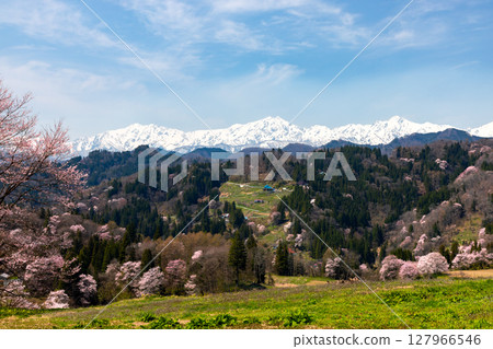 Setogawa, Ogawa Village, Kamiminochi District, Nagano Prefecture - View of mountain village cherry blossoms and snow-capped Northern Alps from the Ogawa Alps Line 127966546