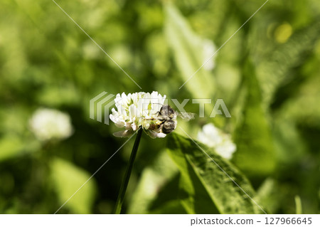 日本蜜蜂從白三葉草中吸食花蜜的一系列照片 日本蜜蜂從白三葉草中吸食花蜜的一系列照片 127966645
