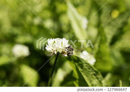 日本蜜蜂吸食白三葉草花蜜的一系列照片 - 2 127966647