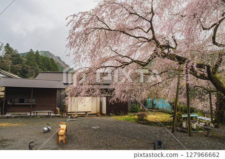 Scenery of the Juei cherry blossoms in Kawane-cho, Shimada City (Shizuoka Prefecture) 127966662