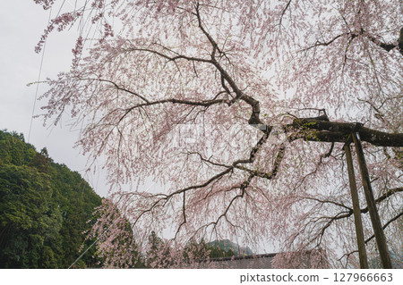 Scenery of the Juei cherry blossoms in Kawane-cho, Shimada City (Shizuoka Prefecture) 127966663