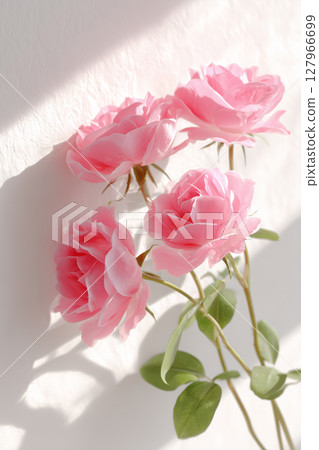 一朵美麗的粉紅玫瑰在陽光下綻放 一朵美麗的粉紅玫瑰在陽光下綻放 127966699