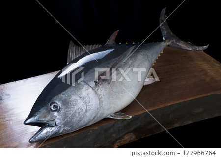 tuna tuna 127966764